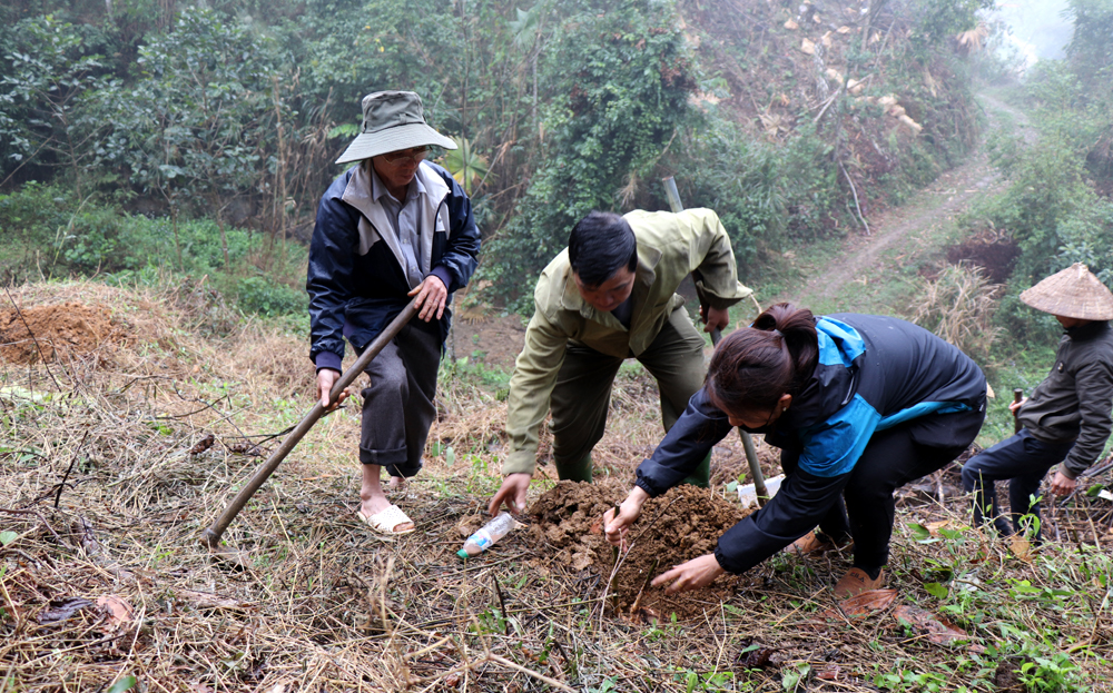 Cán bộ Trung tâm Dịch vụ, hỗ trợ phát triển nông nghiệp huyện Trấn Yên hướng dẫn người dân xã Việt Hồng kỹ thuật trồng tre măng Bát Độ.
