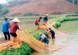 Nông dân thị trấn Yên Bình khai thác thủy sản.