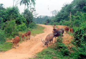 Gia súc chăn thả tự nhiên - nguyên nhân cơ bản gây bùng phát dịch lở mồm long móng (LMLM) trên địa bàn huyện.

