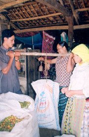 Thảo quả là cây trồng đem lại thu nhập cao cho người Mông xã Nà Hẩu, huyện Văn Yên.
Ảnh: Thu mua thảo quả ở xã Nà Hẩu.
