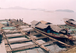 Chăn nuôi thủy sản trên hồ Thác Bà.