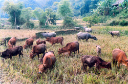 Chăn nuôi trâu bò ở vùng đông hồ Thác Bà, huyện Yên Bình.
