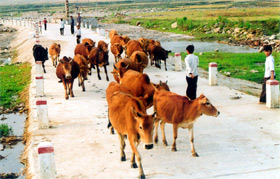Chăn 
nuôi bò 
ở xã
Tú Lệ (Văn Chấn). (Ảnh: Hoàng Nhâm)

