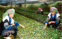 Đồng bào Mông xã Púng Luông (Mù Cang Chải) chăm sóc chè giâm bầu phục vụ trồng chè năm 2007. (Ảnh: Thanh Sơn)