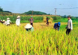 Nông dân xã Văn Lãng (Trấn Yên) thu hoạch lúa mùa.
(Ảnh: Linh Chi)