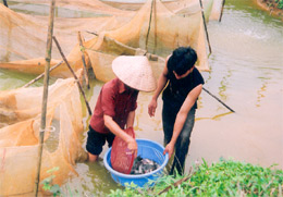 Xuất bán cá rô phi đơn tính ở Trại cá giống Đông Lý (Yên Bình).


