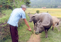 Ông Phạm Văn Trưởng - thương binh 4/4 ở thôn 9 xã Mường Lai, nhờ nguồn vốn vay Ngân hàng Chính sách xã hội phát triển chăn nuôi trâu bò.
