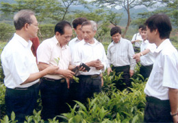 Các đại biểu dự hội thảo tham quan diện tích chè Shan tuyết do Công ty Lâm nghiệp Văn Chấn trồng tại xã Nậm Búng.