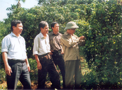 Ông Bùi Văn Địch giới thiệu với khách thăm quan về cách chăm sóc vải thiều. (Ảnh: Nguyễn Sơn)