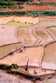 Nông dân huyện  Mù Cang Chải đang gieo cấy vụ mùa.

