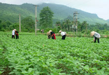 Phụ nữ Khai Trung chăm sóc đậu tương. (Ảnh Thanh Thuỷ)