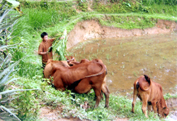 Hội viên Lê Văn Hiếu ở thôn Làng Mây, xã Vũ Linh chăm sóc đàn bò.