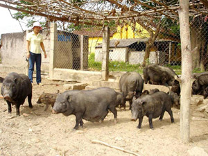 Các cộng sự của Th.s Do đang thay phiên chăm sóc đàn “lợn rừng” trong vườn Trường Trung học Nông nghiệp - PTNT tỉnh Quảng Trị.