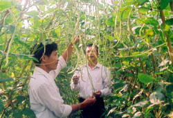 Giống đậu đũa Trung Quốc cũng được trồng ở đây, cho dù cây không tốt bằng nhưng quả rất sai.