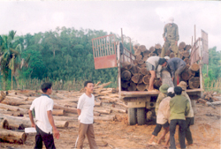 Khai thác gỗ rừng ở xã Vũ Linh (Yên Bình).
(Ảnh: 
Vương Trọng Phục)
