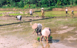 Nông dân xã Tân Hương (Yên Bình) gieo cấy lúa mùa.