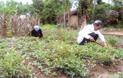 Ông lang Hoàng Văn Hỏi, xã Thanh Lương, huyện Văn Chấn chăm sóc vườn cây thuốc nam.