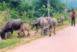 Chăn nuôi trâu ở xã Vĩnh Lạc (Lục Yên).