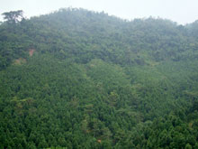 Trấn Yên cần tăng cường các biện pháp bảo vệ rừng.