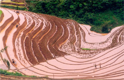 Ruộng bậc thang ở La Pán Tẩn.

