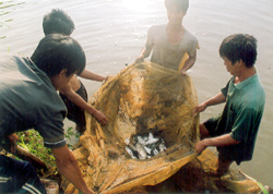 Thu hoạch cá ở xã Tân Lĩnh (Lục Yên). (Ảnh: P.V)