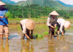 Nông dân xã Quang Minh - Văn Yên gieo cấy lúa mùa.
