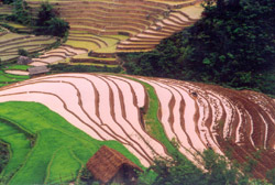 Ruộng bậc thang Trạm Tấu.
