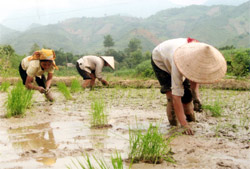 Hội viên phụ nữ xã Thịnh Hưng giúp nhau gieo cấy giống lúa mới có năng suất cao.

