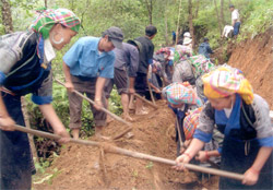 Thanh niên xã Chế Cu Nha Mù Cang Chải cùng góp sức làm công trình thủy lợi. (Ảnh: Thu Hạnh)
