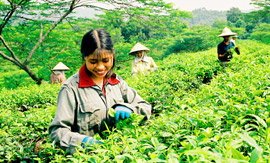 Được mùa chè. (Ảnh Quang Tuấn)