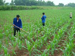 Lao động nông thôn đang xa dần đồng ruộng.