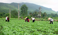 Cây đậu tương trên đất Khai Trung.