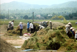 Nông dân huyện Văn Yên thu hoạch lúa mùa. (Ảnh: Thanh Phúc)
