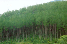 Mục tiêu của dự án là ngăn chặn chặt phá rừng.