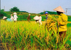 Gặt lúa mùa ở Việt Thành (Trấn Yên).