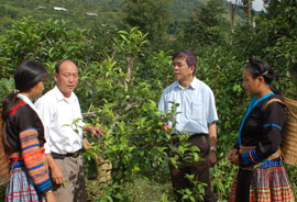 Cấp uỷ, chính quyền đã có rất nhiều cố gắng lãnh đạo nhân dân địa phương phát triển kinh tế.