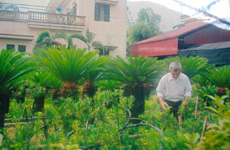 Mô hình trồng hoa, cây cảnh của ông Nguyễn Anh Dũng (phường Nguyễn Phúc) cho thu nhập gần 100 triệu đồng/năm.