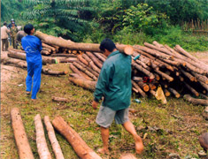 Nông dân xã Yên Thành (Yên Bình) khai thác gỗ rừng trồng. Ảnh P.V