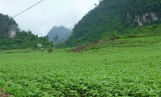 Phát triển mạnh cây đậu tương trên đất Lục Yên.