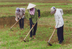 Nông dân Văn Yên chăm sóc ngô. (Ảnh Ngọc Sơn)