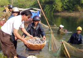 Cán bộ Trung tâm Thuỷ sản Yên Bái thả cá bổ sung vào hồ Thác Bà.