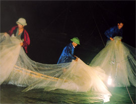 Ngư dân kéo vó đêm đánh bắt cá tiểu bạc tại khu vực xã Phúc Ninh (Yên Bình).

