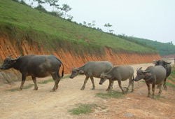 Đẩy mạnh chăn nuôi đại gia súc góp phần xoá đói giảm nghèo cho người dân.