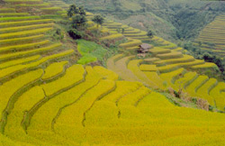 Ruộng bậc thang Mù Cang Chải. (Ảnh: Hoài Nam)