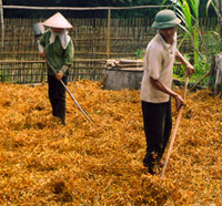 Thu hoạch đỗ tương. (Ảnh Hoàng Nhâm)