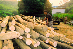 Anh Đào Văn Cương đang khai thác gỗ rừng trồng.