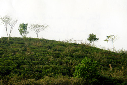Hàng chục ha chè đang bị bỏ hoang tại xã Thịnh Hưng (Yên Bình, Yên Bái).