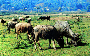 Nhiều địa phương trong tỉnh Yên Bái vẫn chăn nuôi đại gia súc với số lượng đông trên một đồng cỏ. Nếu không làm tốt công tác phòng chống dịch bệnh thì nguy cơ lây bệnh trên diện rộng sẽ rất cao.
