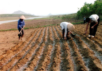 Nông dân xã Mông Sơn trồng lạc trên đất bán ngập hồ Thác Bà.

