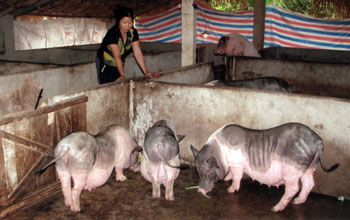 Chăn nuôi Heo Cứu cánh hộ nghèo